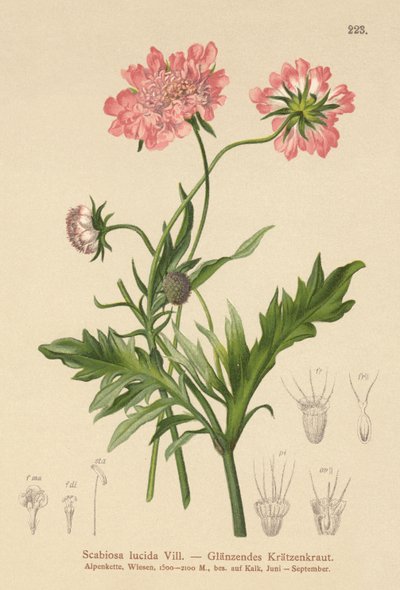 Glossy Scabious by German School