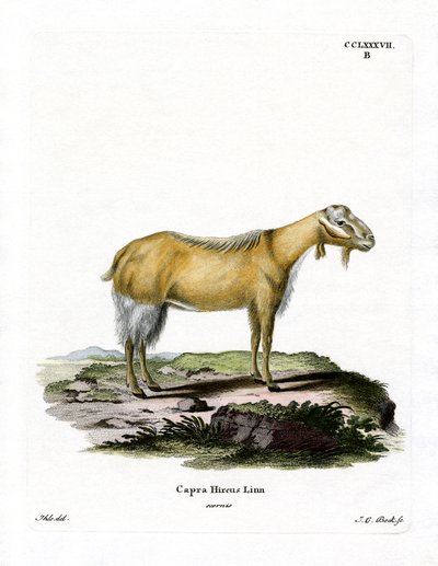Goat Without Horns by German School