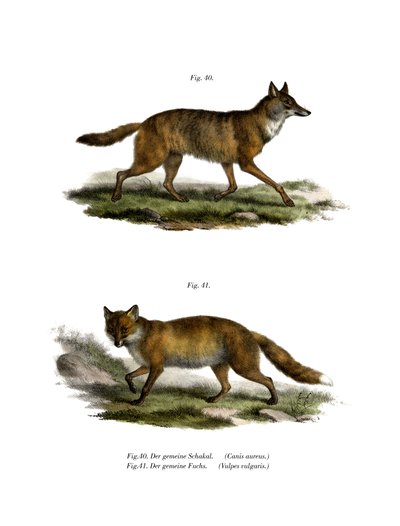 Golden Jackal by German School