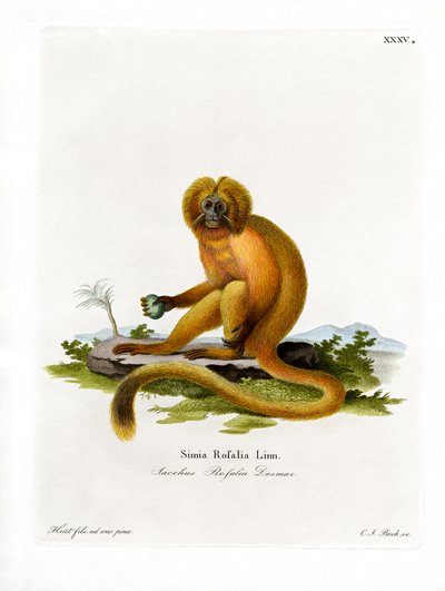 Golden Lion Tamarin by German School