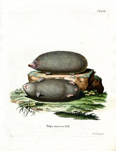 Golden Mole by German School