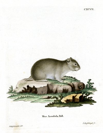 Gray Dwarf Hamster by German School