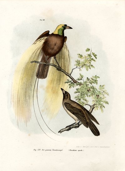 Greater Bird of Paradise by German School