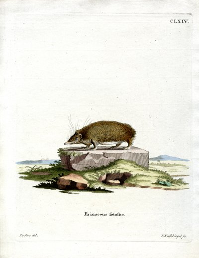 Greater Hedgehog Tenrec by German School