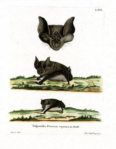 Greater Horseshoe Bat by German School