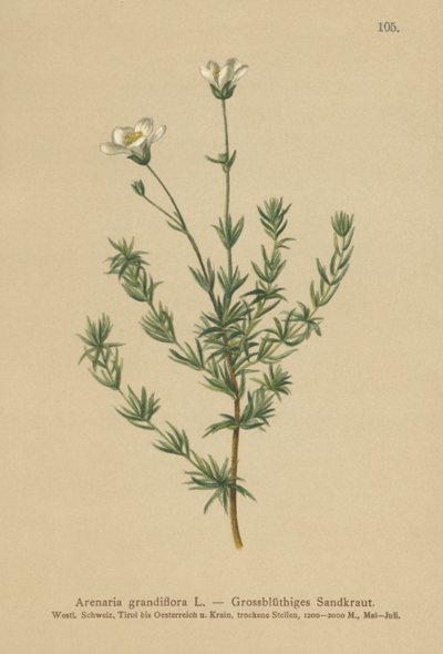Greater Sandwort by German School