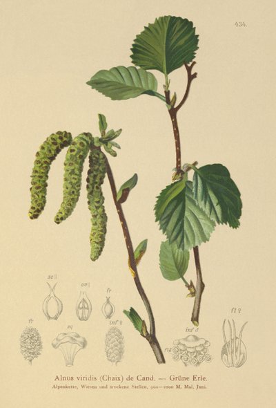 Green Alder by German School