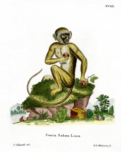 Green Monkey by German School