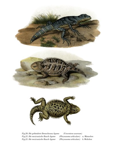 Green Thornytail Iguana by German School