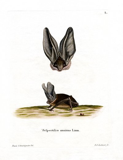 Grey Long-eared Bat by German School