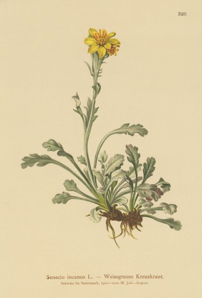 Grey Ragwort by German School