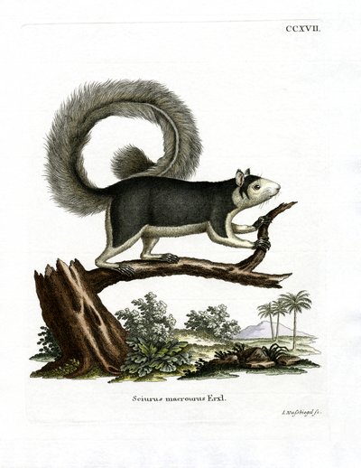 Grizzled Giant Squirrel by German School