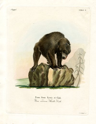 Grizzly Bear by German School