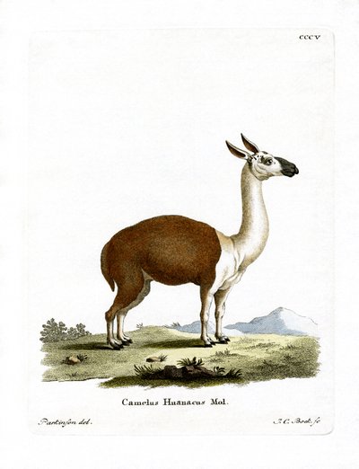Guanaco by German School
