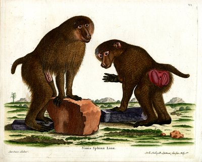 Guinea Baboon by German School