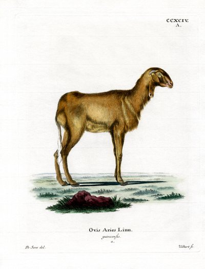 Guinea Sheep by German School
