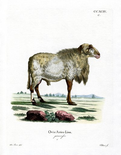 Guinea Sheep by German School