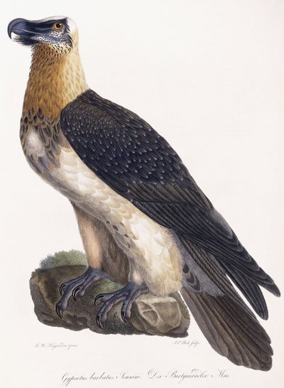 Gypaetus barbatus Sonnini by German School