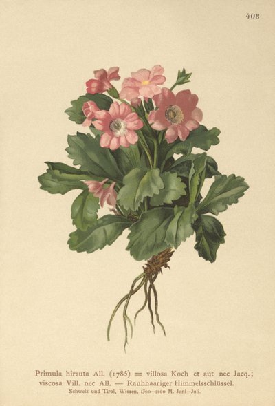 Hairy Primrose by German School