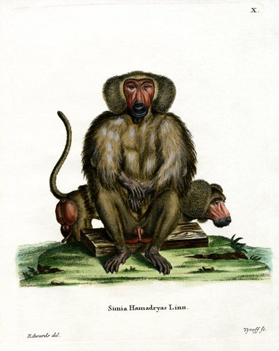 Hamadryas Baboon by German School