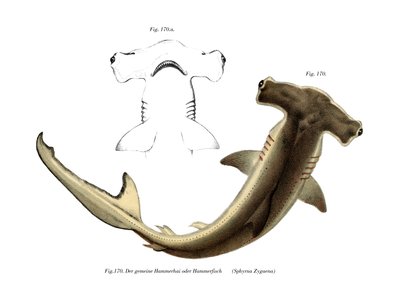 Hammerhead by German School