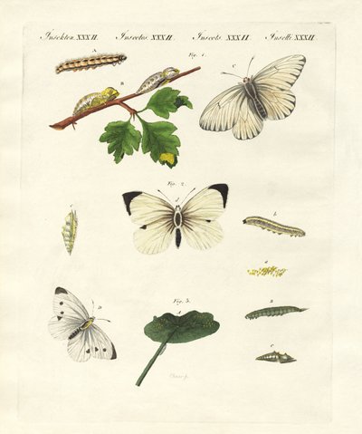 Harmful butterflies by German School