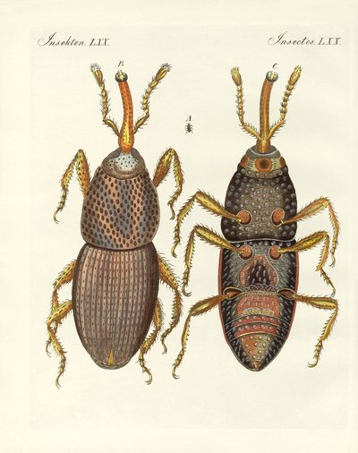 Harmful insects by German School