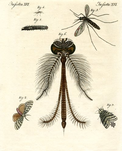 Harmful Insects by German School