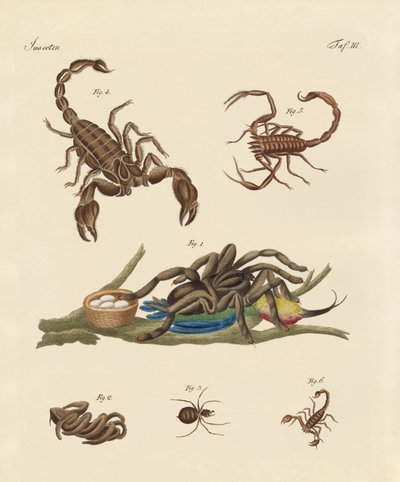 Harmful insects from hot countries by German School
