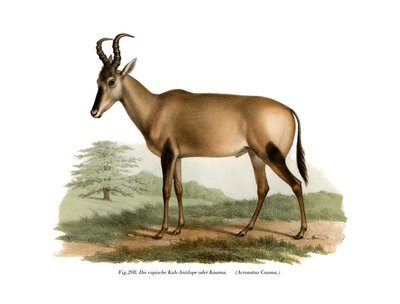 Hartebeest by German School