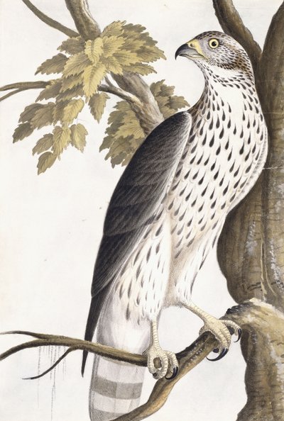 Hawk, 1750-1800 by German School