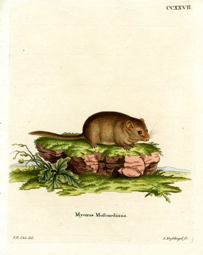 Hazel Dormouse by German School