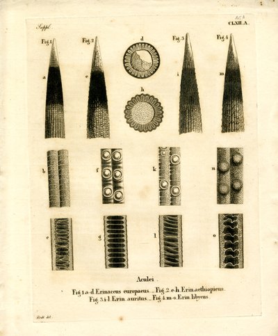 Hedgehog Prickles by German School