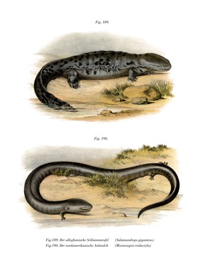 Hellbender by German School