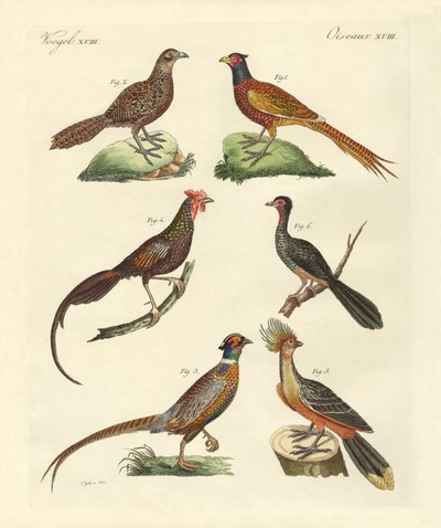 Hen-like Birds by German School