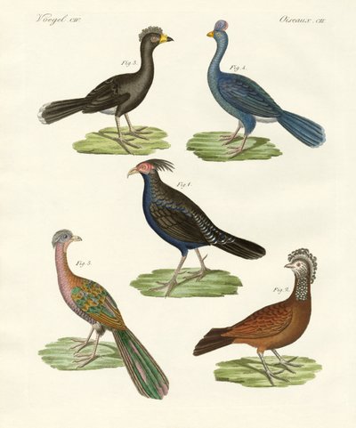 Hen-like Birds of Hot Countries by German School