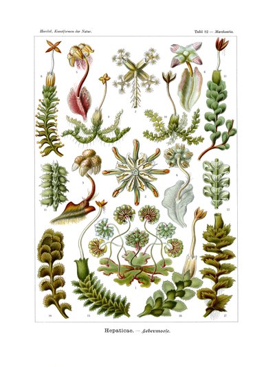 Hepaticae by German School