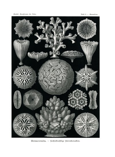 Hexacoralla, 1899-1904 by German School