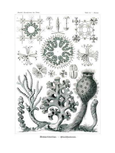 Hexactinellae by German School