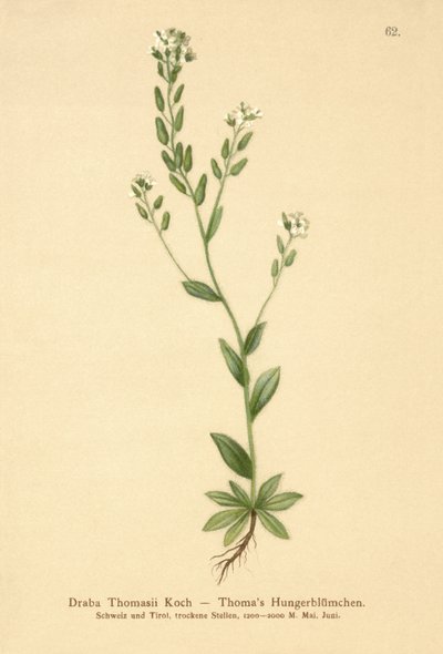 Hoary Whitlow-grass by German School