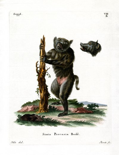 Hog-faced Baboon by German School