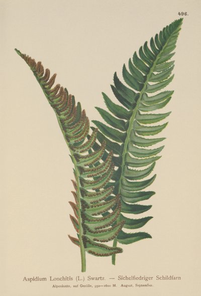 Holly Fern by German School