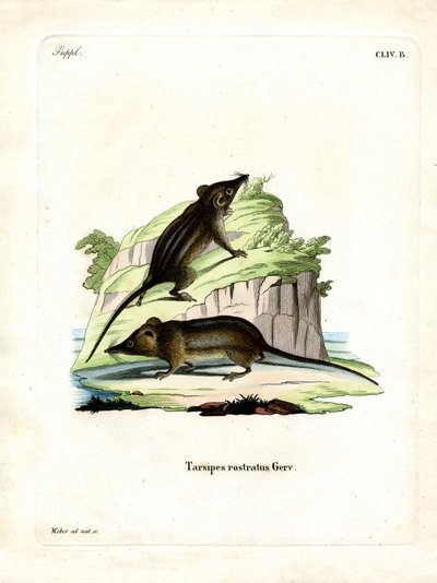 Honey Possum by German School