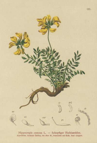 Horseshoe Vetch by German School
