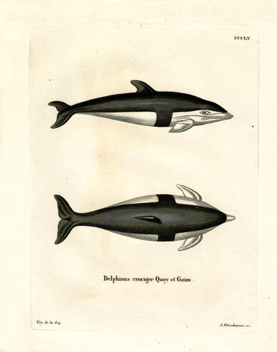 Hourglass Dolphin by German School