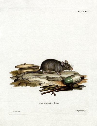 House Mouse by German School