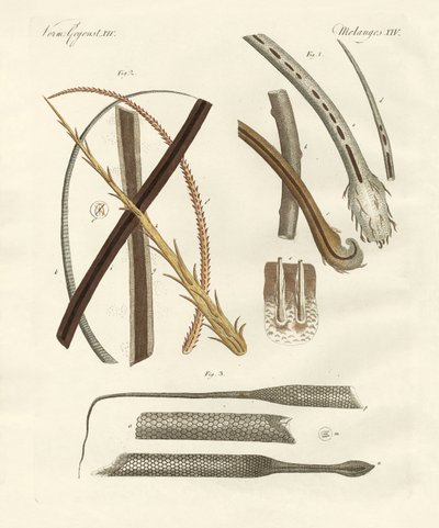 Human and Animal Hairs by German School