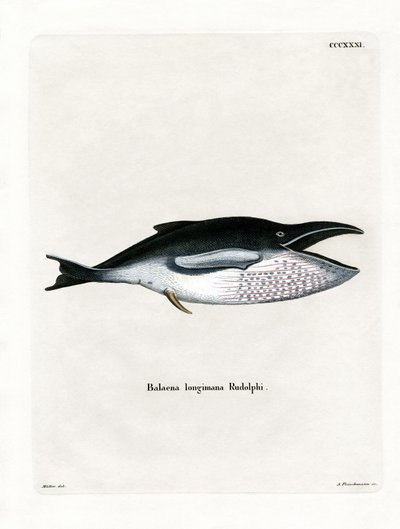 Humpback Whale by German School