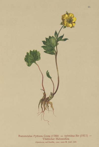 Hybrid Buttercup by German School