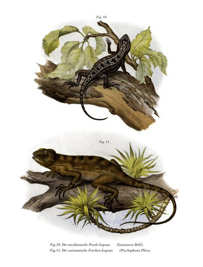 Iguana by German School